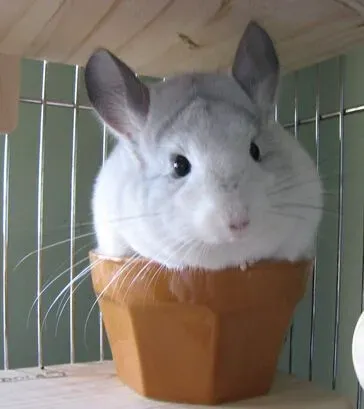 龙猫吃多少 在黄昏的时候喂食一顿便可 | 龙猫