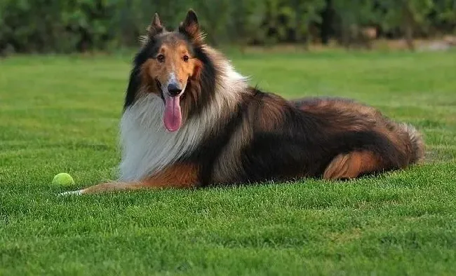 苏格兰牧羊犬|狗狗喂养小辞典之如何喂养年幼的苏格兰牧羊犬