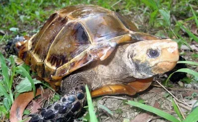 凹甲陆龟好养吗 定期投喂适量营养药物 | 龟