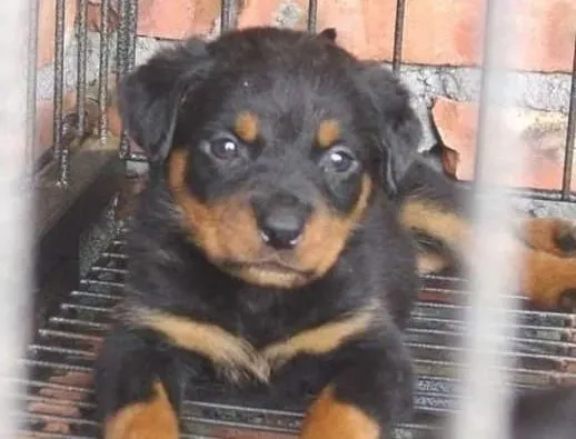 罗威纳犬|影响罗威纳犬身体健康的元素——钙和磷