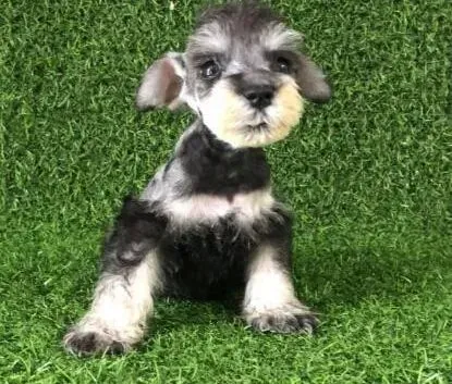 雪纳瑞|喂养幼犬说法多 如何喂食雪纳瑞幼犬狗粮