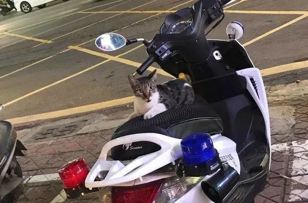 遇到猫警探了！浪喵霸占警用机车伪装黑猫警长 | 猫