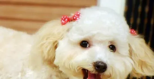 贵宾犬拉稀怎么办 大多与肠道有关 | 贵宾犬