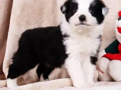 边境牧羊犬|边境牧羊犬最近有点尿黄是怎么了