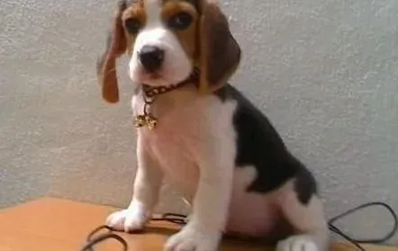 比格犬|给比格犬打绷带的技巧