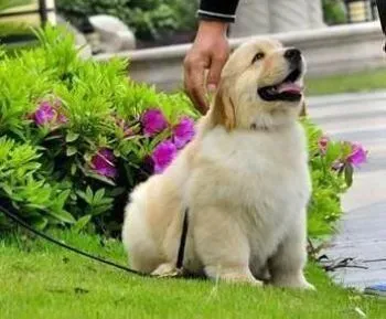 金毛|在玩耍中找刺激 怎样利用游戏来训练金毛犬