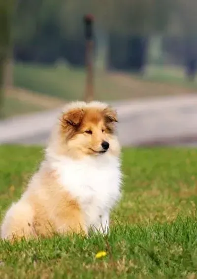 苏格兰牧羊犬|苏格兰牧羊犬的日常管理原则包括哪些