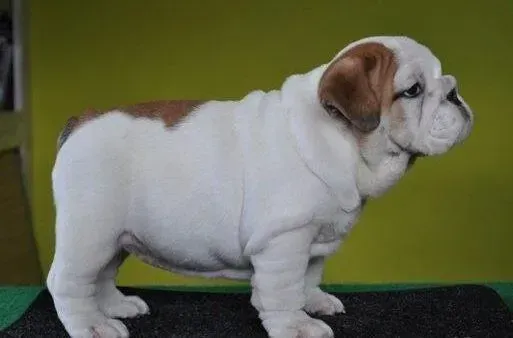 英国斗牛犬|斗牛犬不喝水，尿血是什么毛病