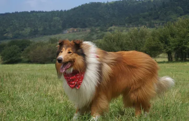 苏格兰牧羊犬几岁懂事 有保护主人和儿童的意识 | 苏格兰牧羊犬