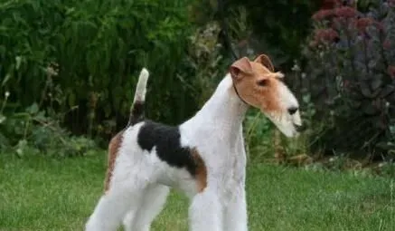刚毛猎狐梗吃什么狗粮 一般分为3种类型 | 刚毛猎狐梗