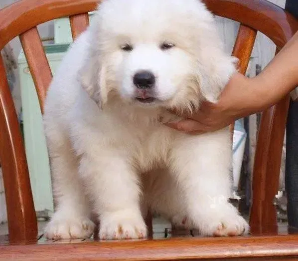 大白熊犬|大白熊犬后腿内侧大片红肿是螨虫吗