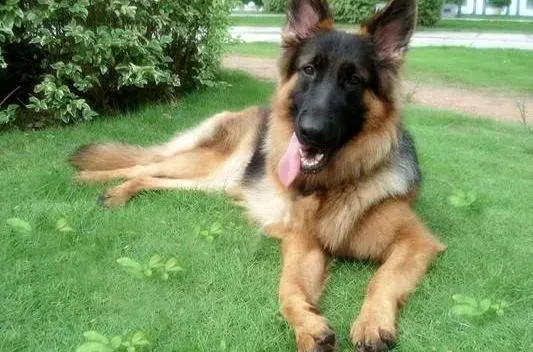 德国牧羊犬|DIY食品制作 德国牧羊犬爱吃的美味佳肴