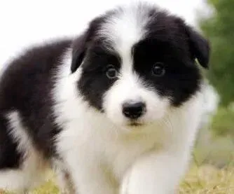 边境牧羊犬|边境牧羊犬肚子上跟大腿内侧起红包是皮肤病么