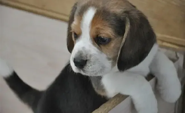 比格犬|什么原因会导致比格犬出现眼屎