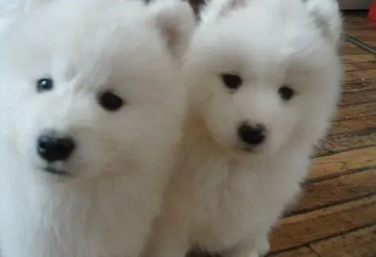 银狐犬|银狐犬的耳朵出现耳垢时怎么清除