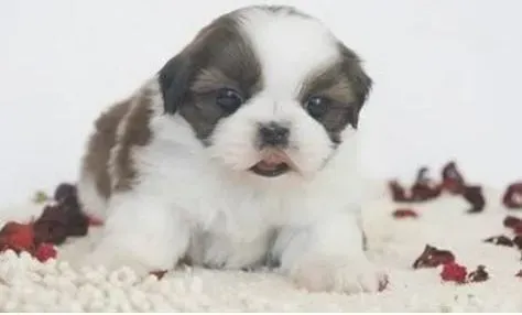 蝴蝶犬|蝴蝶犬不喜欢洗澡，麻烦大家帮忙一下