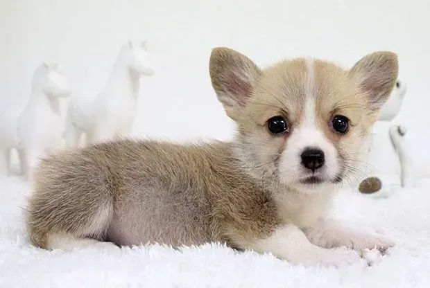 柯基犬|柯基犬地包天该怎么办