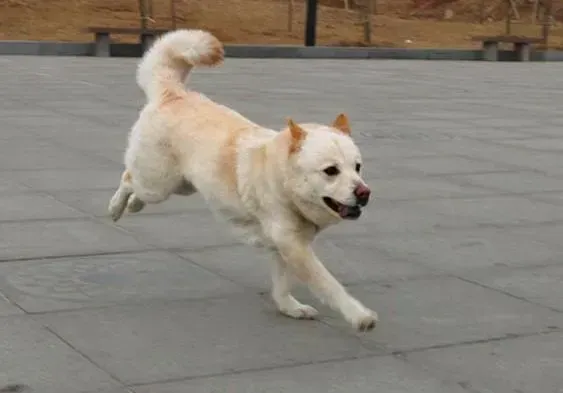 秋田犬|专家建议 喂养秋田犬需要遵循哪些原则