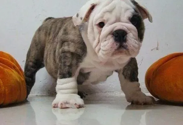 英国斗牛犬|怎样给斗牛犬进行适当增肥