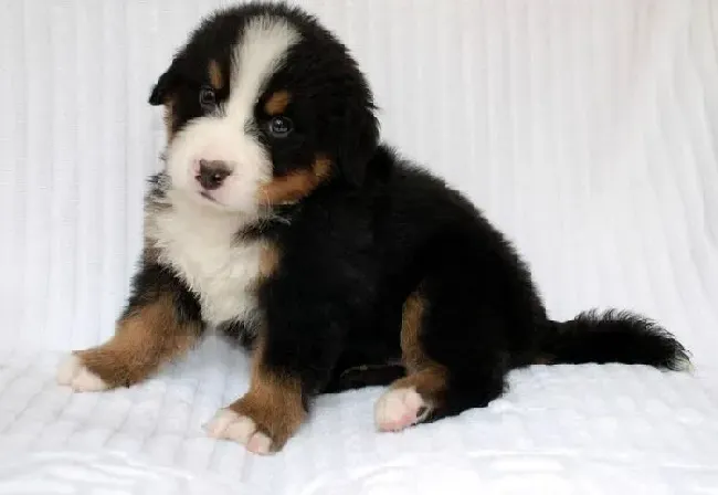 伯恩山犬|训练伯恩山犬要避免的错误