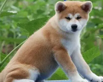 秋田犬|如何训练秋田犬成为一个文明如厕的宠物犬