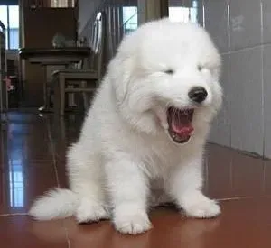 大白熊犬|解读大白熊犬的语言内涵