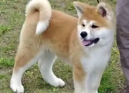 秋田犬|让秋田犬健康度一生的要点——掌握饲养原则