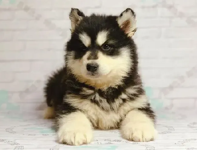 阿拉斯加犬|了解阿拉斯加犬要排便的动作信号