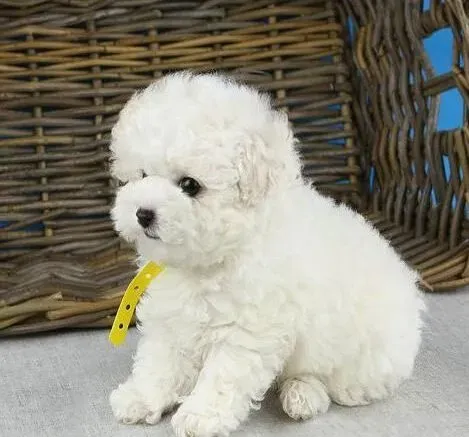 泰迪犬|泰迪犬便秘的危害有多大