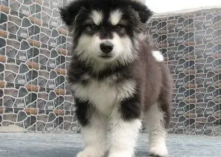 阿拉斯加犬|如何保证阿拉斯加雪橇犬的饮食均衡与完整