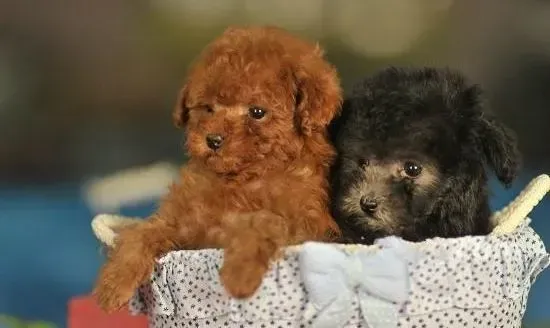 茶杯犬|刚出生的茶杯犬拉黄色的稀便没事吧