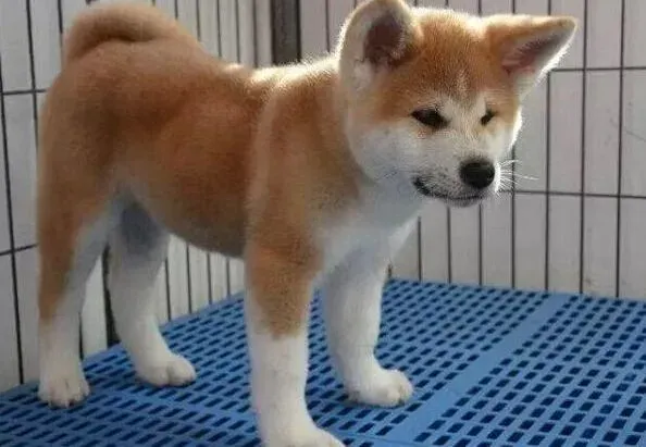 秋田犬|秋田犬后腿没力气，站不起来是怎么了