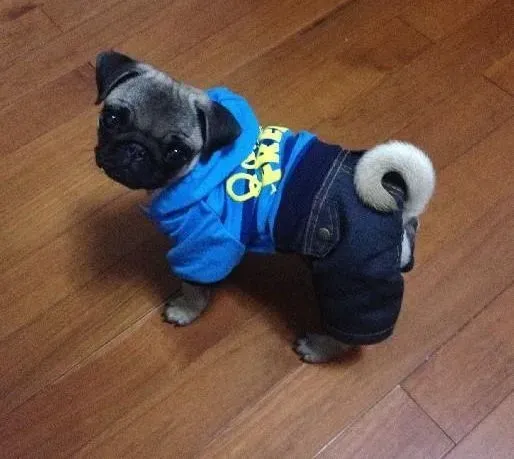 巴哥犬|巴哥犬蹦跶两下后脚瘸了会不会是骨折