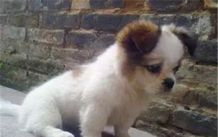 蝴蝶犬怎么训练如厕 蝴蝶犬想上厕所的时候来训练 | 蝴蝶犬