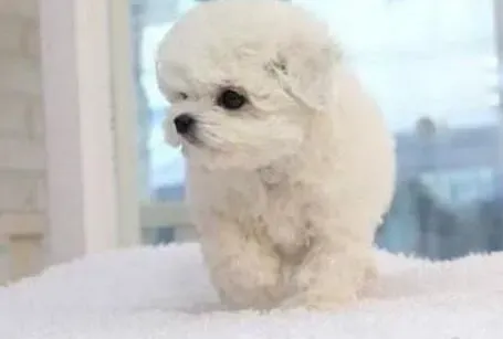 比熊犬|食物种类很多 喂养比熊犬时要谨慎