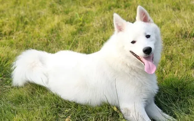 银狐犬好养么 银狐犬是很容易打理的狗 | 银狐犬