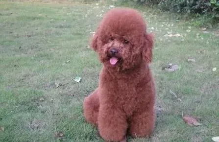 泰迪犬|健康饮食篇 泰迪犬应远离哪四种食物