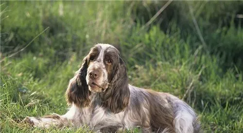 英国可卡犬怎么样 怎么选购英国可卡犬 | 英国可卡犬