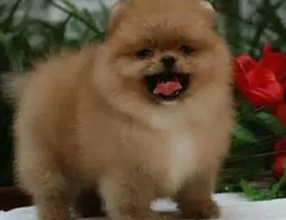 博美犬|让博美犬更加顺从听话的几个训练方法