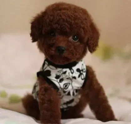 泰迪犬|我家泰迪犬能吃半生熟鸡蛋吗