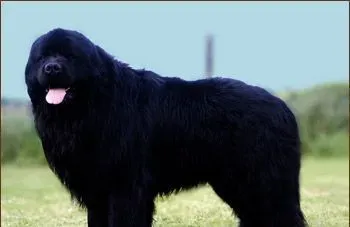 纽芬兰犬凶不凶 纽芬兰犬不凶十分友善的 | 纽芬兰犬
