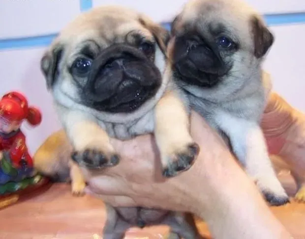 巴哥犬|巴哥犬应该如何饮水