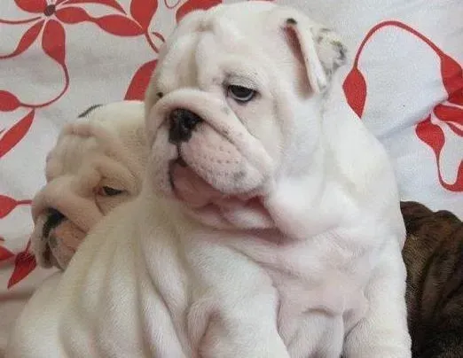 英国斗牛犬|训练斗牛犬有奖有罚才是正道
