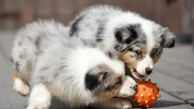 苏格兰牧羊犬|三个月的苏格兰牧羊犬偷吃一个芒果核没事吧