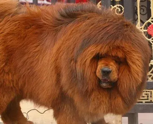 藏獒|临床护理学 如何快速的给藏獒拔耳毛