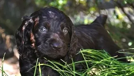 博伊金猎犬好养吗 注意饭后立刻洗碗 | 博伊金猎犬