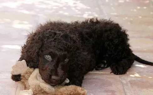爱尔兰水猎犬爱吃什么 和不能吃的东西 | 爱尔兰水猎犬