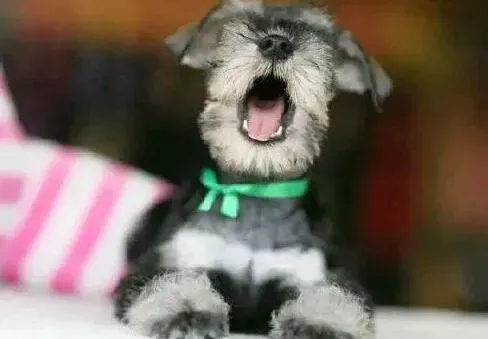 雪纳瑞|外出旅游时如何安排好雪纳瑞犬