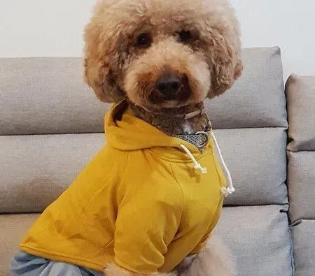 贵宾犬Boss想出门散步 学哈士奇叫声表示抗议 | 狗