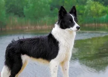 边境牧羊犬怎么样会掉毛 皮肤病导致掉毛 | 边境牧羊犬